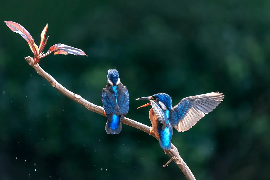 Birds perch